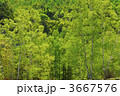 3667576
