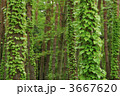 3667620
