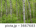 3667683