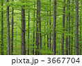 3667704