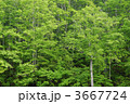 3667724