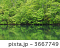 3667749