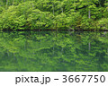 3667750