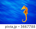 タツノオトシゴ