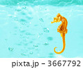 タツノオトシゴ