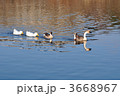 池を仲良く泳ぐガチョウとアヒル