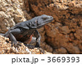 カリフォルニアオオトカゲ