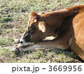 ウシ(ジャージー種)
