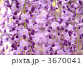 3670041