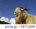 3671906