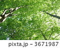 緑の天井