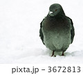 3672813