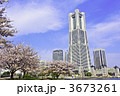 桜　都市　風景