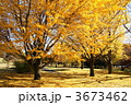 11月　イチョウ・イチョウ科63紅葉