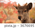 奈良公園の鹿