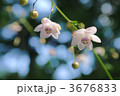 素材ナンバー 3676833 : 「御岳山のレンゲショウマ」