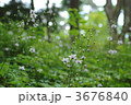 御岳山のレンゲショウマ