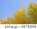 イチョウの黄葉と青空