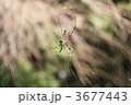 蜘蛛