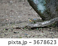ルリビタキ
