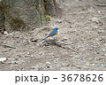 ルリビタキ