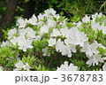 白花のつつじ