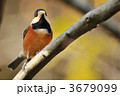 止まり木のヤマガラ