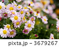 小菊