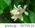 檸檬の花