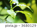 滴る緑横位置