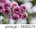 小菊