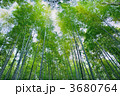 竹林