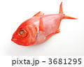 キンメダイ