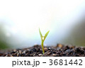 滴光を抱いて伸びゆく芽