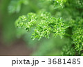 パセリ