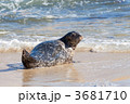 ゼニガタ アザラシ 