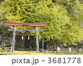 神戸（ごうど）の大イチョウ