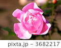 素材ナンバー 3682217 : 「寒椿」
