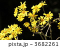 素材ナンバー 3682261 : 「ツワブキ」