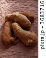 3683716