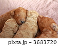 3683720