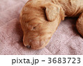 3683723