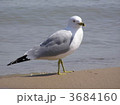 3684160