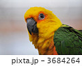 3684264