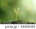 伸びる力