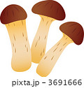 まつたけ