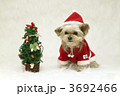 サンタクロースのコスチュームのヨークシャーテリア犬とクリスマスツリー