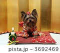 晴れ着を着たヨークシャーテリア犬　新年の挨拶