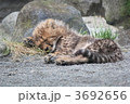 チーターの子供