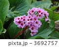 ヒマラヤユキノシタ